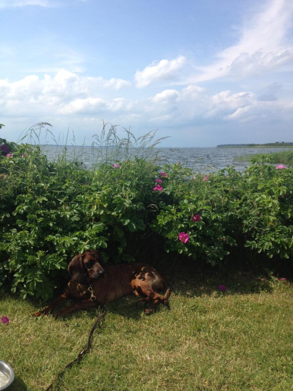 Urlaubsglueck Familien- & Hunde-Paradies Rankwitz Esterno foto